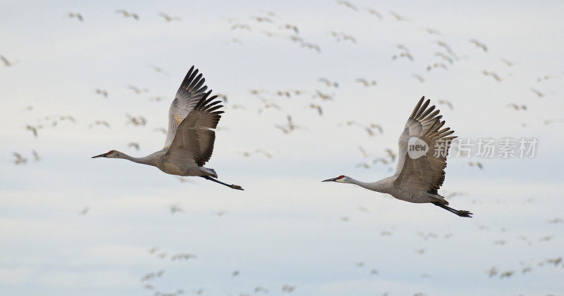 两只沙丘鹤(Grus canadensis)飞行